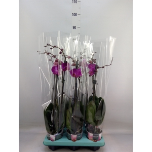 Phalaenopsis   ...