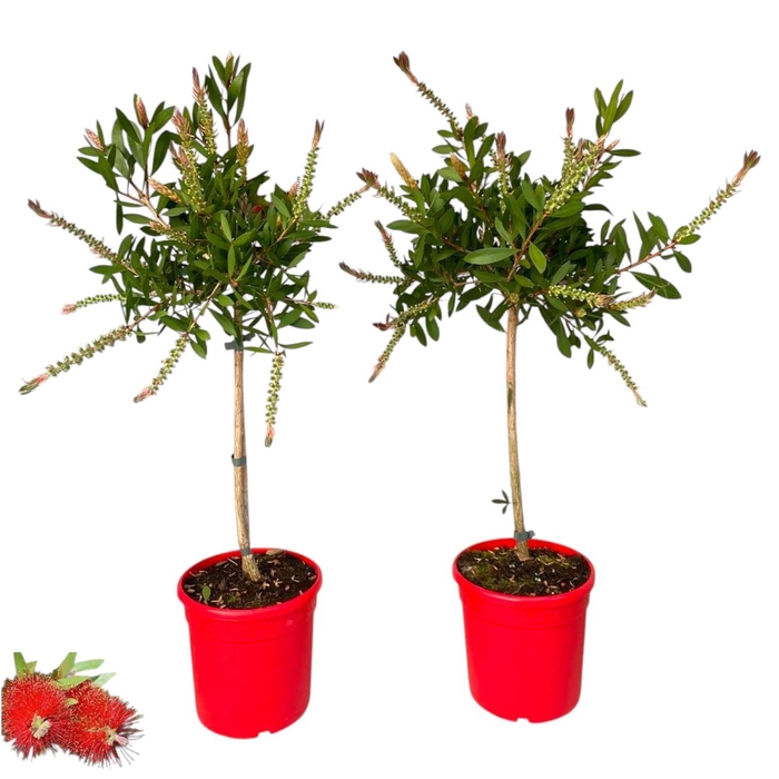 <h4>Callistemon citrinus 'Splendens' - op stam</h4>