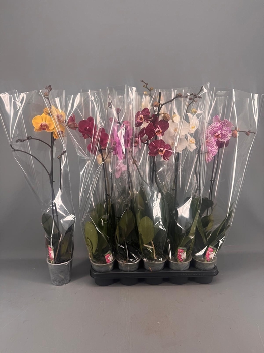 <h4>PHAL GEM 5 KL</h4>