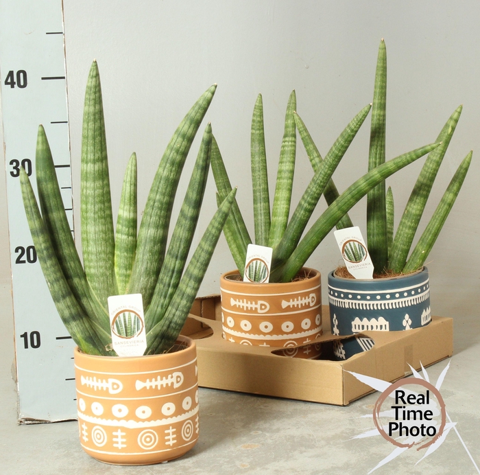 <h4>SANSEV CY HANDSHAKE</h4>