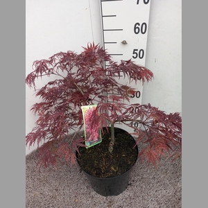 ACER PA GARNET