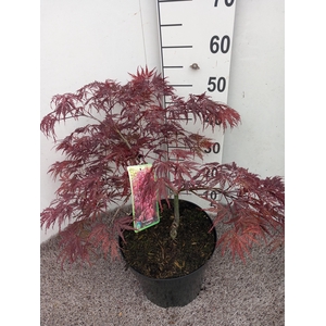 ACER PA GARNET
