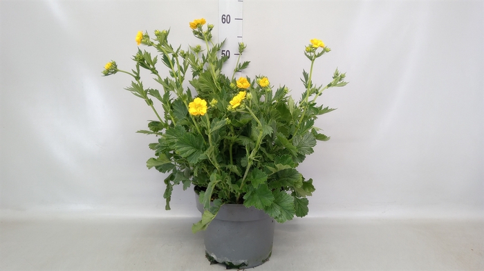 <h4>Geum chiloense 'Lady Stratheden'</h4>