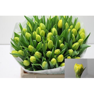 TU DU DOUBLE TROUBLE