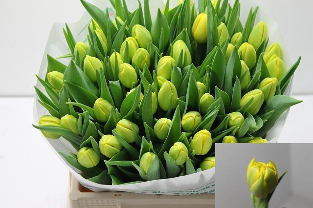 <h4>TU DU DOUBLE TROUBLE</h4>