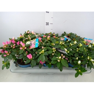 Rhododendron sim. 'Hellmut V' .mix6