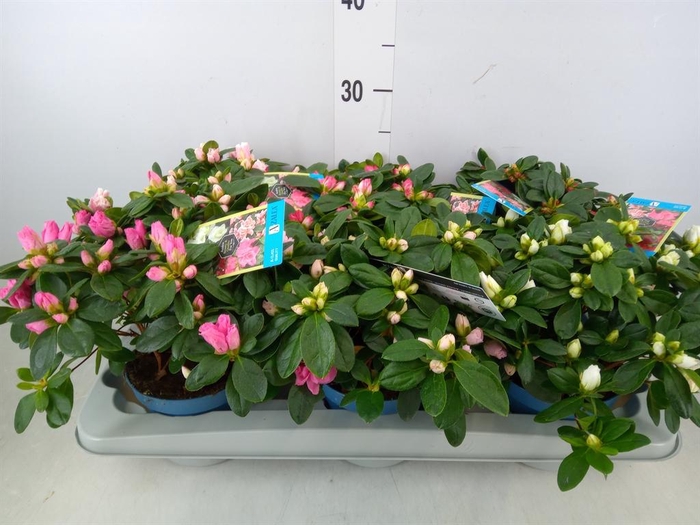 <h4>Rhododendron sim. 'Hellmut V' .mix6</h4>