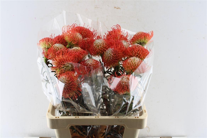 <h4>Leuco Co Succession</h4>