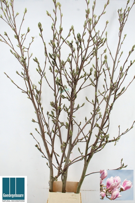 <h4>MAGNOLIA OV</h4>