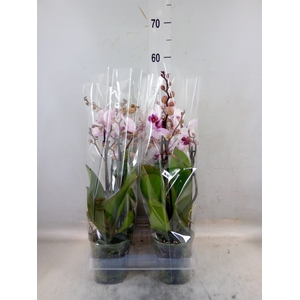 Phalaenopsis  'Cadi'