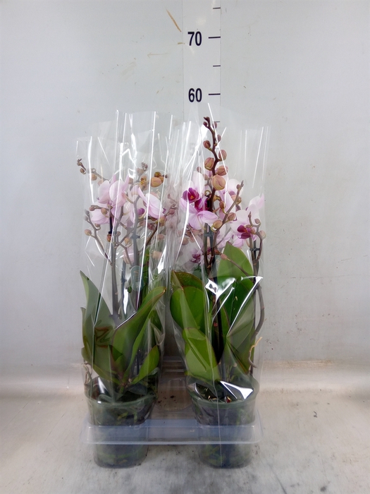 <h4>Phalaenopsis  'Cadi'</h4>