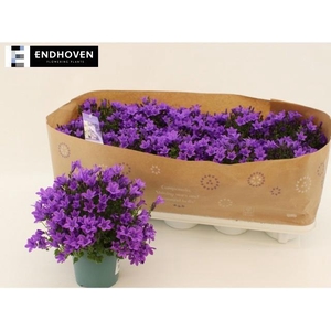 CAMP PORTENSCHLAGIAN