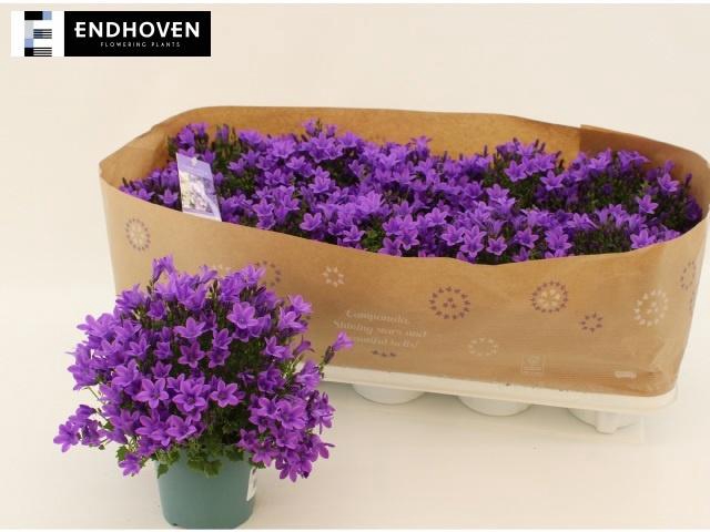 <h4>CAMP PORTENSCHLAGIAN</h4>