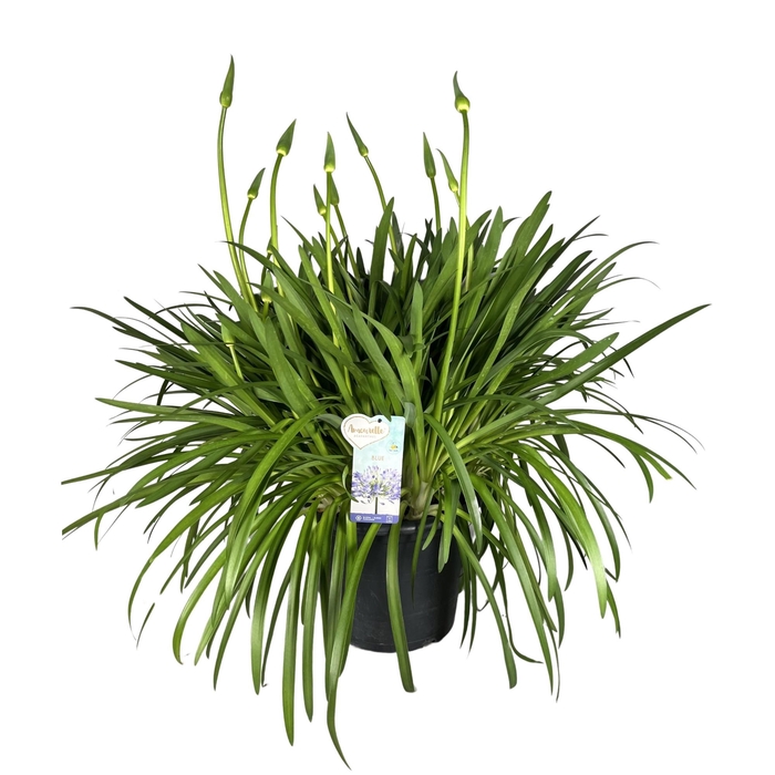 <h4>Agapanthus Amourette Superb Blue, 25+ tak</h4>
