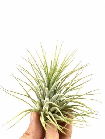 <h4>Tillandsia Ionantha Groen X20</h4>