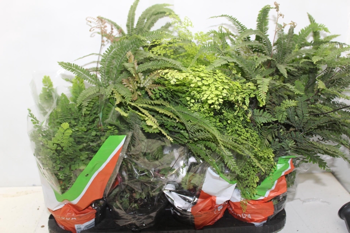 <h4>AVENCA VARIADA P15</h4>