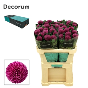 Chrysanten Chr G Roxo