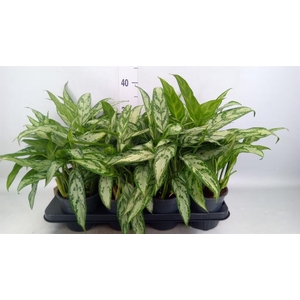 Aglaonema KB 'Silver Queen Compact'