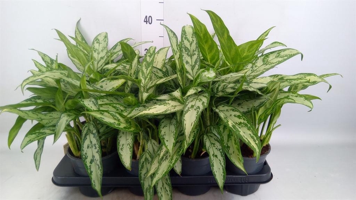 <h4>Aglaonema KB 'Silver Queen Compact'</h4>