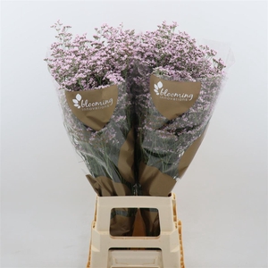 Limonium Safora Oshi Pink | Heavy Quality