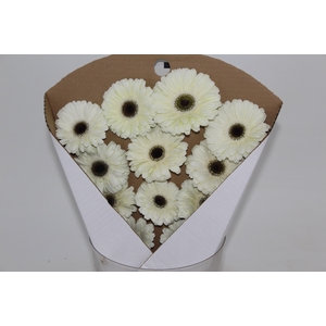 GERBERA KILIMANJARO >10 CM DIAM <05