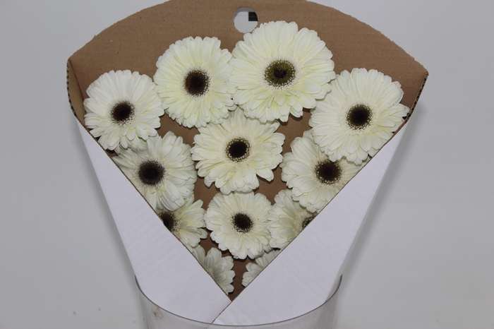 <h4>GERBERA KILIMANJARO >10 CM DIAM <05</h4>