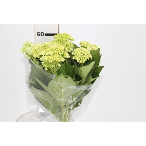 HORTENSIA BROTO VERDE