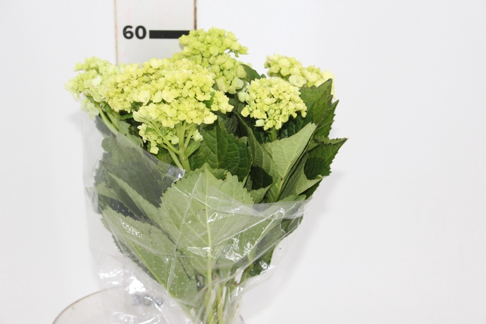<h4>HORTENSIA BROTO VERDE</h4>