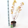 Acer shirasawanum Jordan