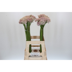 Allium Silverspring