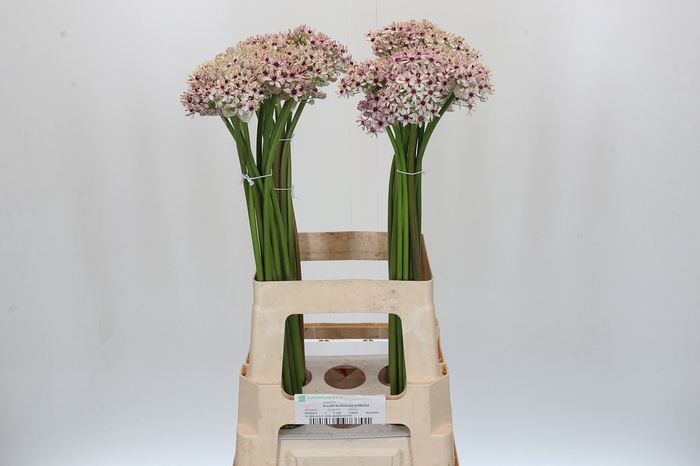 <h4>Allium Silverspring</h4>