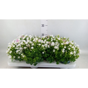 Campanula porten. 'Ambella White'