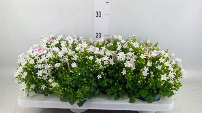 <h4>Campanula porten. 'Ambella White'</h4>