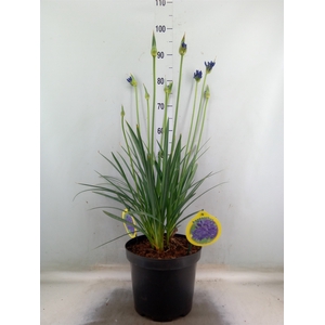 Agapanthus Flower of Love
