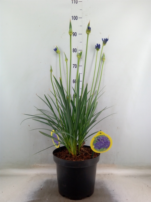 <h4>Agapanthus Flower of Love</h4>