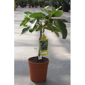 Ficus carica
