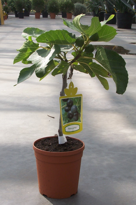 <h4>Ficus carica</h4>
