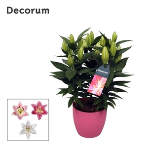 Lilium Oriental 13cm DECOPOT