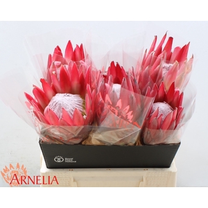 PROTEA CY MADIBA