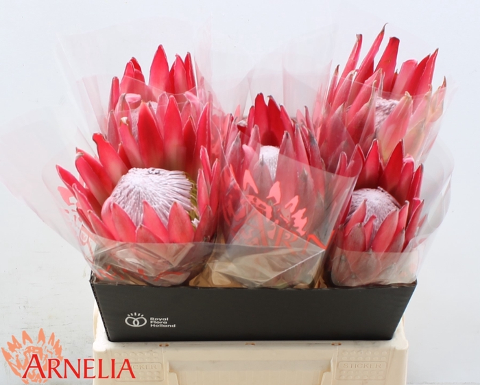 <h4>PROTEA CY MADIBA</h4>