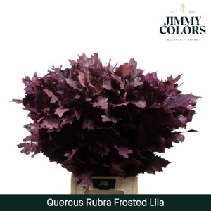 Quercus Rubra L80 Frost Lila
