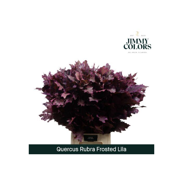 <h4>Quercus Rubra L80 Frost Lila</h4>