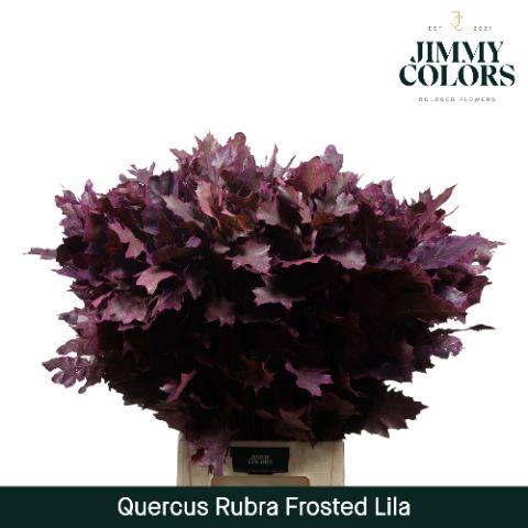 <h4>Quercus Rubra L80 Frost Lila</h4>