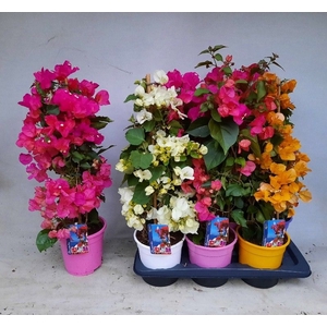 BOUGAINV DANIA