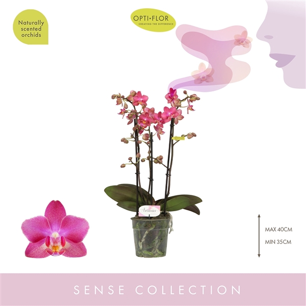 <h4>Phalaenopsis Multifloratypes overig oranje</h4>