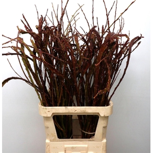 Salix Sekka Bandwilg