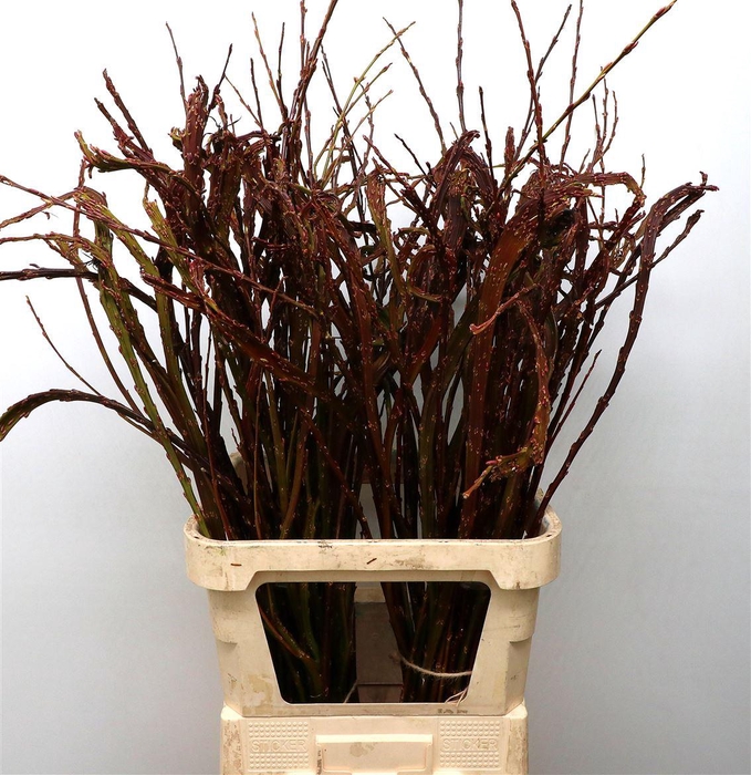 <h4>Salix Sekka Bandwilg</h4>