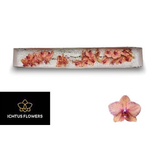 PHAL GOLDEN TREASURE