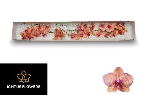 <h4>PHAL GOLDEN TREASURE</h4>