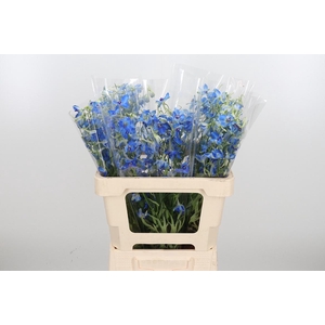 Delphinium Be Volkerfrieden